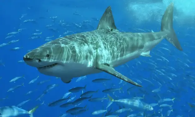 Unraveling the Mysteries: How Sharks Survived Mass Extinctions