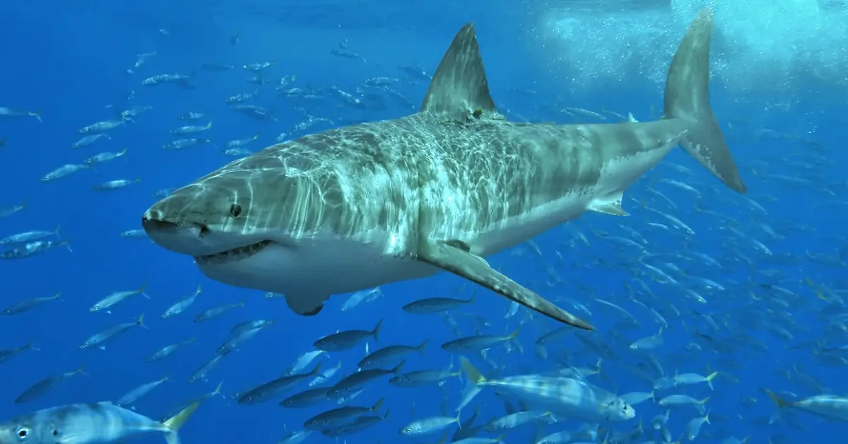 How Sharks Survived Mass Extinctions