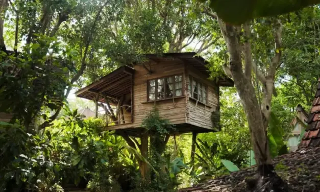 Unforgettable Stays: Discover the Magic of Tree Houses in Bali