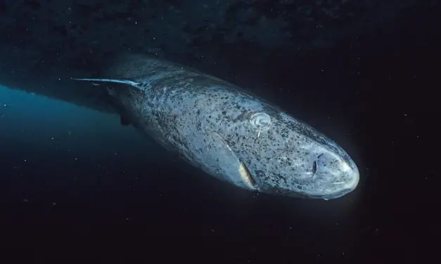 Greenland Shark: The Mystery of the Ancient Arctic Shark in the Caribbean